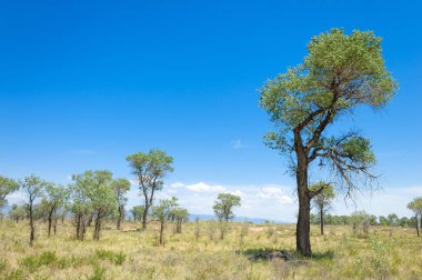 Bozkır yaz. Turgai Kaydet. Çölde Gölü