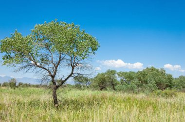 Bozkır yaz. Turgai Kaydet. Çölde Gölü