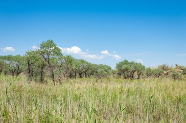 Bozkır yaz. Turgai Kaydet. Çölde Gölü