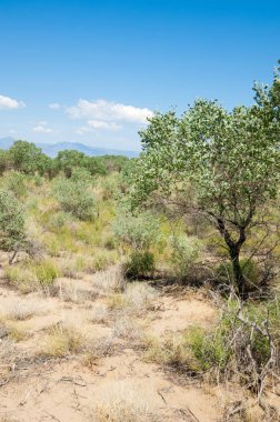 Bozkır yaz. Turgai Kaydet. Çölde Gölü
