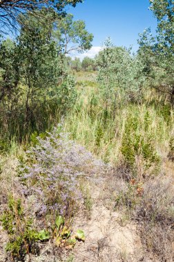 Bozkır yaz. Turgai Kaydet. Çölde Gölü