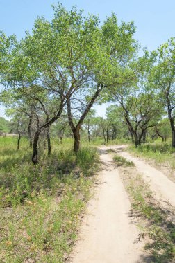 Bozkır yaz. Turgai Kaydet. Çölde Gölü