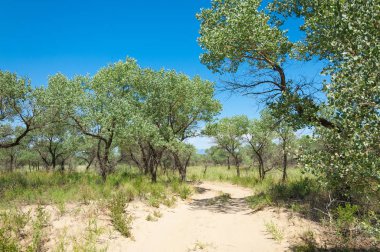 Bozkır yaz. Turgai Kaydet. Çölde Gölü