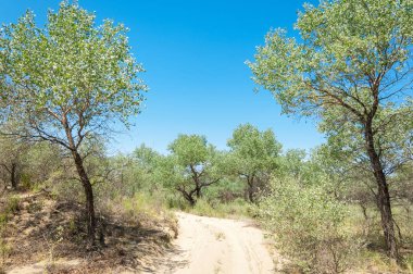 Bozkır yaz. Turgai Kaydet. Çölde Gölü