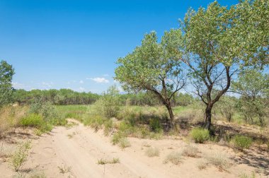 Bozkır yaz. Turgai Kaydet. Çölde Gölü