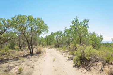 Bozkır yaz. Turgai Kaydet. Çölde Gölü