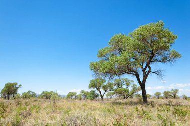 Bozkır yaz. Turgai Kaydet. Çölde Gölü