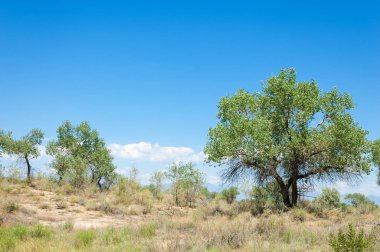 Bozkır yaz. Turgai Kaydet. Çölde Gölü