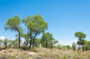 Bozkır yaz. Turgai Kaydet. Çölde Gölü