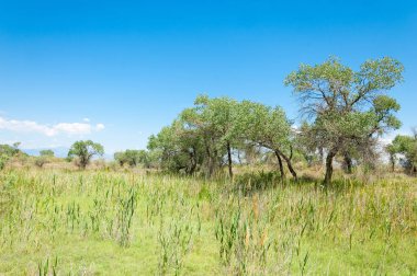Bozkır yaz. Turgai Kaydet. Çölde Gölü