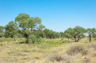 Bozkır yaz. Turgai Kaydet. Çölde Gölü