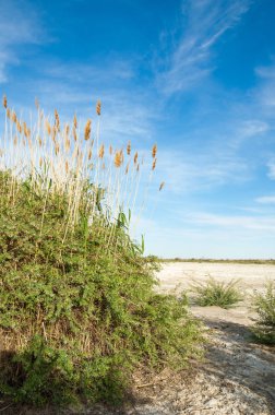 Serum fizyolojik bozkır. Ölü bitkiler. Sıcak yaz
