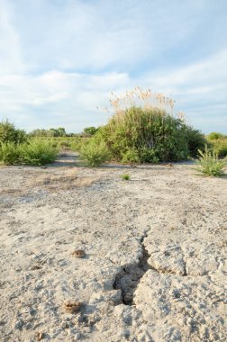 Serum fizyolojik bozkır. Ölü bitkiler. Sıcak yaz