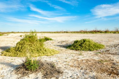 Serum fizyolojik bozkır. Ölü bitkiler. Sıcak yaz