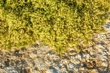 Serum fizyolojik bozkır. Ölü bitkiler. Sıcak yaz