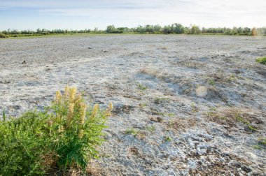 Serum fizyolojik bozkır. Ölü bitkiler. Sıcak yaz