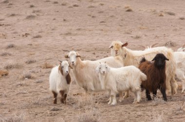 Bozkır, bozkır, bozkır, bozkır