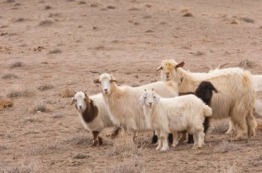 Bozkır, bozkır, bozkır, bozkır