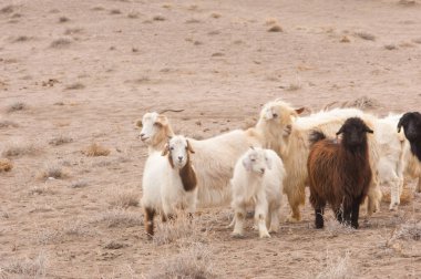 Bozkır, bozkır, bozkır, bozkır