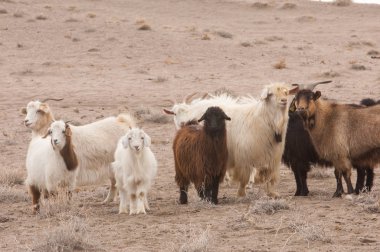 Bozkır, bozkır, bozkır, bozkır