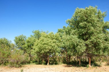 Bozkır, bozkır, bozkır, bozkır