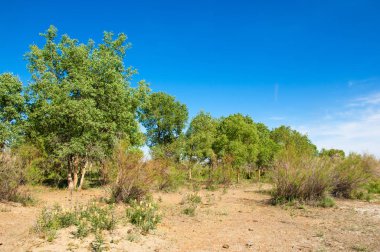 Bozkır, bozkır, bozkır, bozkır