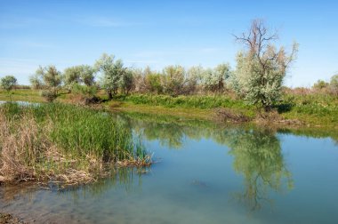 Bozkır nehir sazlık yaz