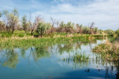 Bozkır nehir sazlık yaz