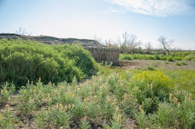 Çöl, vahşi doğa, kumlar, yabani hayvanlar, atıklar, sahara