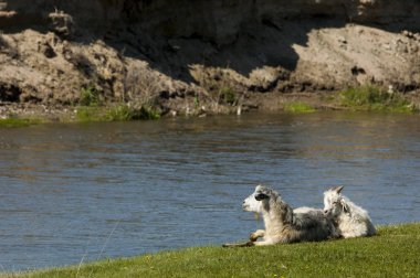 Nehir kenarında koyun otlatma keçi 