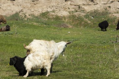 Nehir kenarında koyun otlatma keçi 