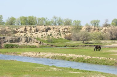 Bozkır, çayır, veld, veldt