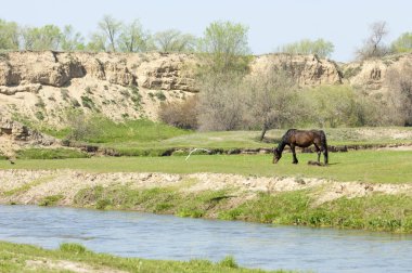 Bozkır, çayır, veld, veldt