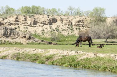 Bozkır, çayır, veld, veldt