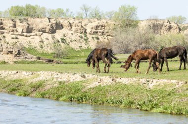 Bozkır, çayır, veld, veldt