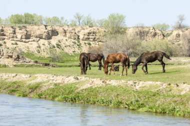 Bozkır, çayır, veld, veldt