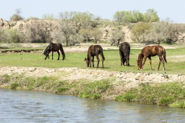 Bozkır, çayır, veld, veldt