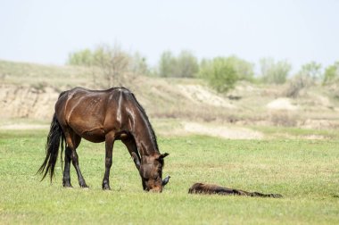 Bozkır, çayır, veld, veldt