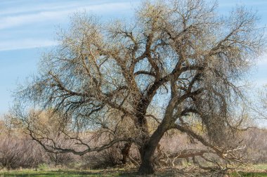 Bozkır, bozkır, bozkır, bozkır