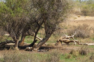 Bozkır, bozkır, bozkır, bozkır