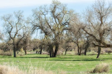 Bozkır, bozkır, bozkır, bozkır