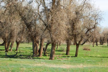 Bozkır, bozkır, bozkır, bozkır