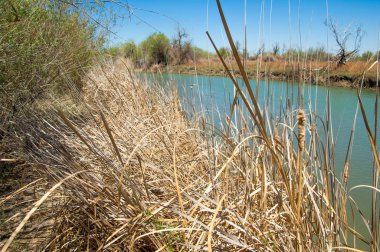 Bozkır nehir sazlık yaz