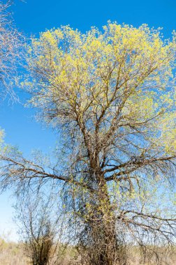 Bozkır, bozkır, bozkır, bozkır