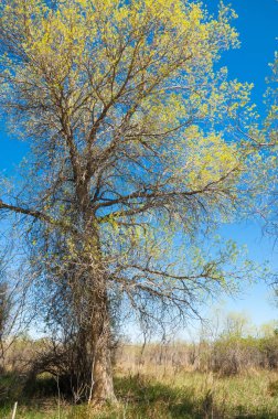 Bozkır, bozkır, bozkır, bozkır