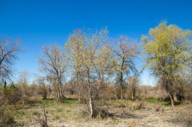 Bozkır, bozkır, bozkır, bozkır