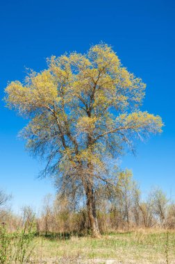 Bozkır, bozkır, bozkır, bozkır