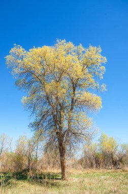 Bozkır, bozkır, bozkır, bozkır