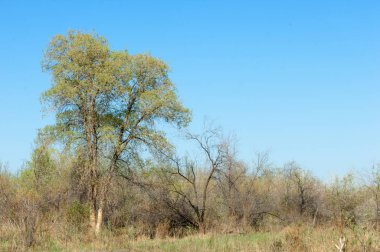 Bozkır, bozkır, bozkır, bozkır