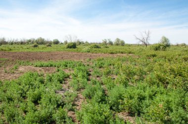 Bozkır, çayır, veldt, veld, taşkın